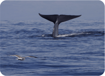 Ballena Azul