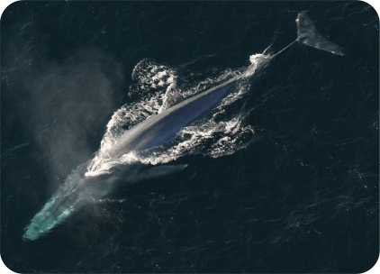 Ballena Azul