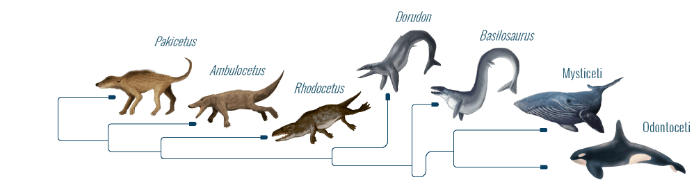 Ancestros de ballena