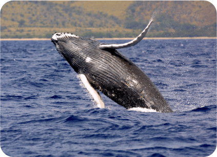 Ballena Jorobada