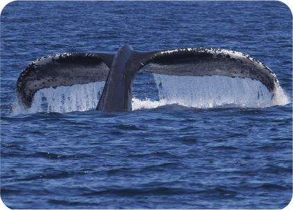 Ballena Jorobada