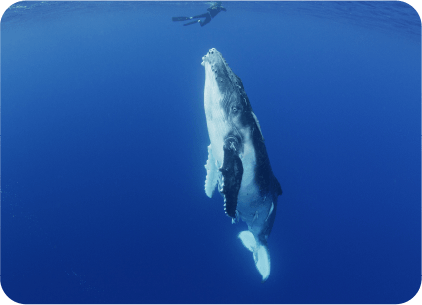 Ballena Jorobada